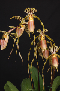 Paph. Yellow Tiger Von Weltz AM 84 pts. distance